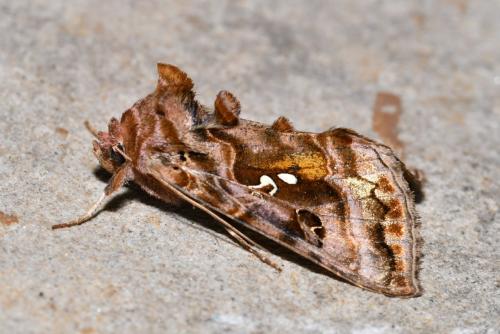Autographa pulchrina